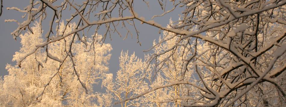 Frozen branches