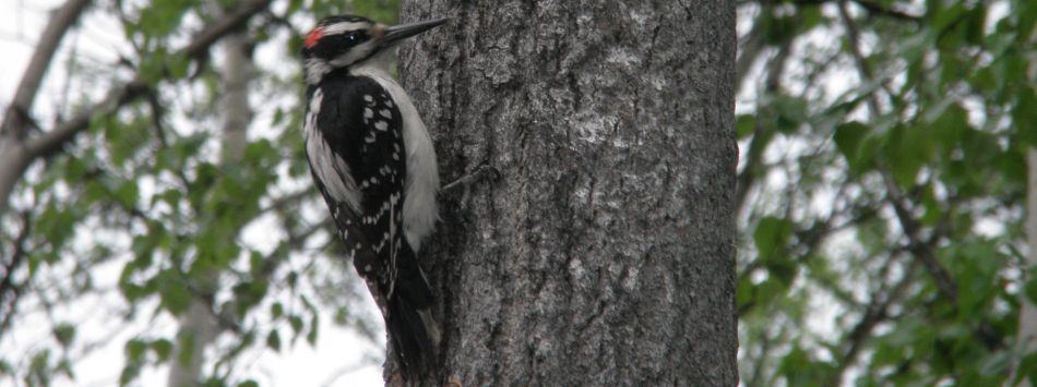 Wood pecker