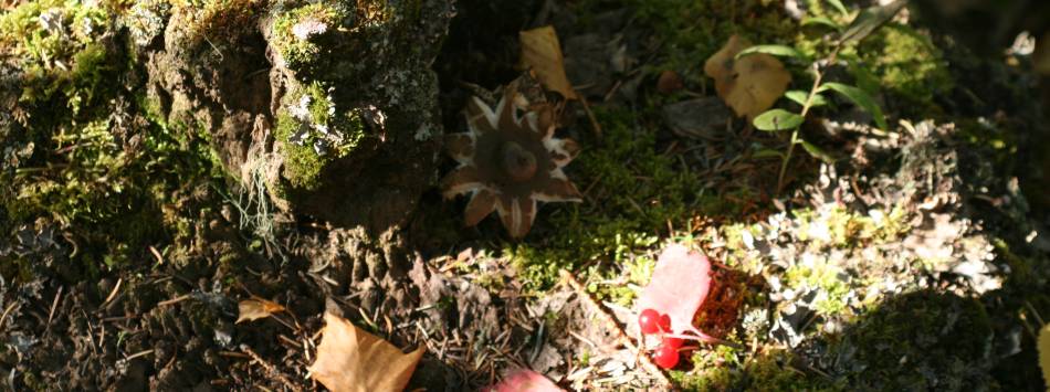 Forest floor